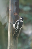 D7D00075 Woodpecker digging out peanut butter.jpg